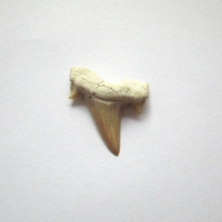 Fossil